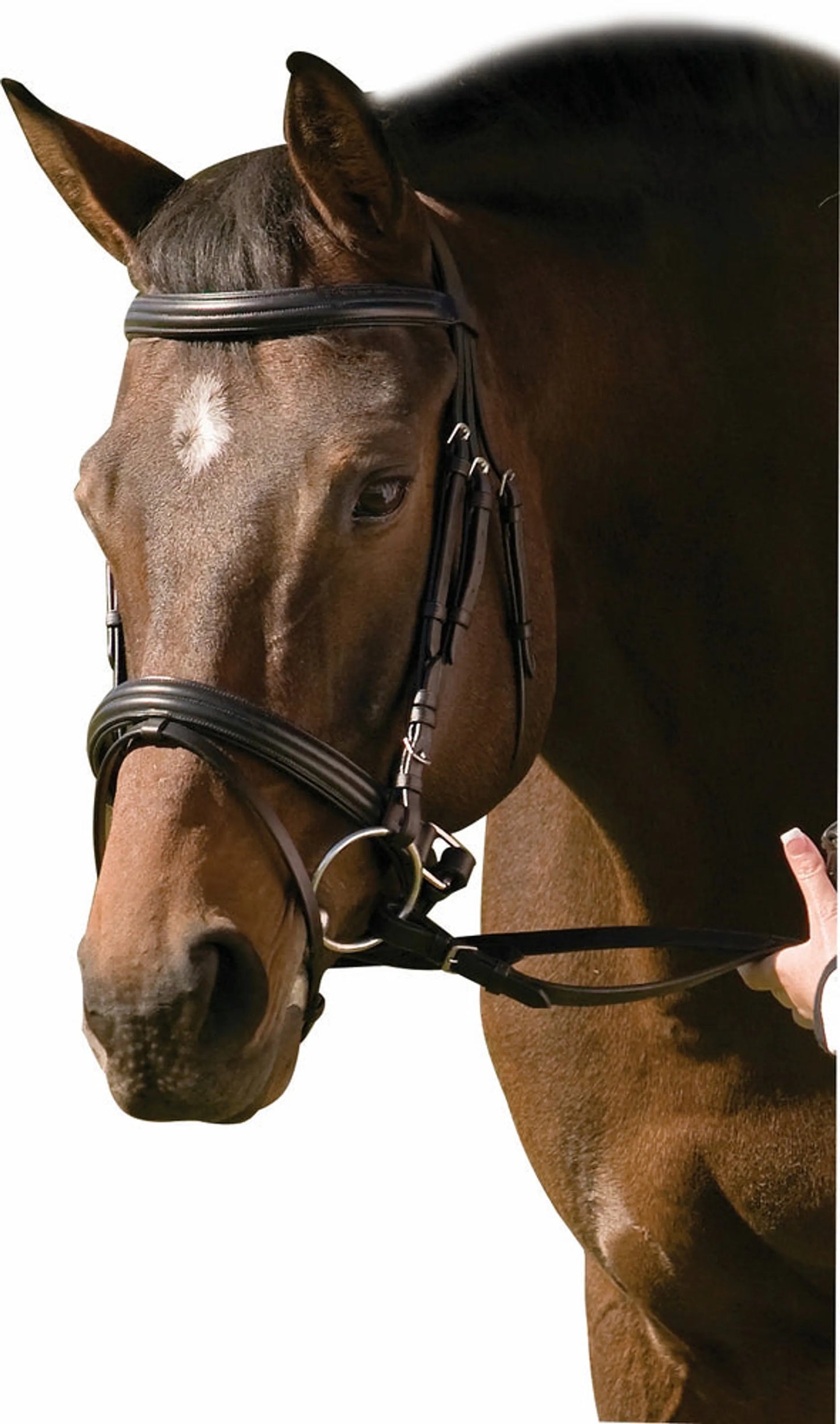 K&S Classics Pro Padded Raised Dressage Bridle