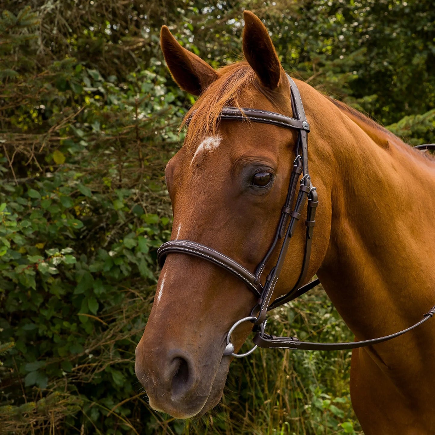 K&S Classics Pro Mono Crown Fancy Stitched Padded Bridle