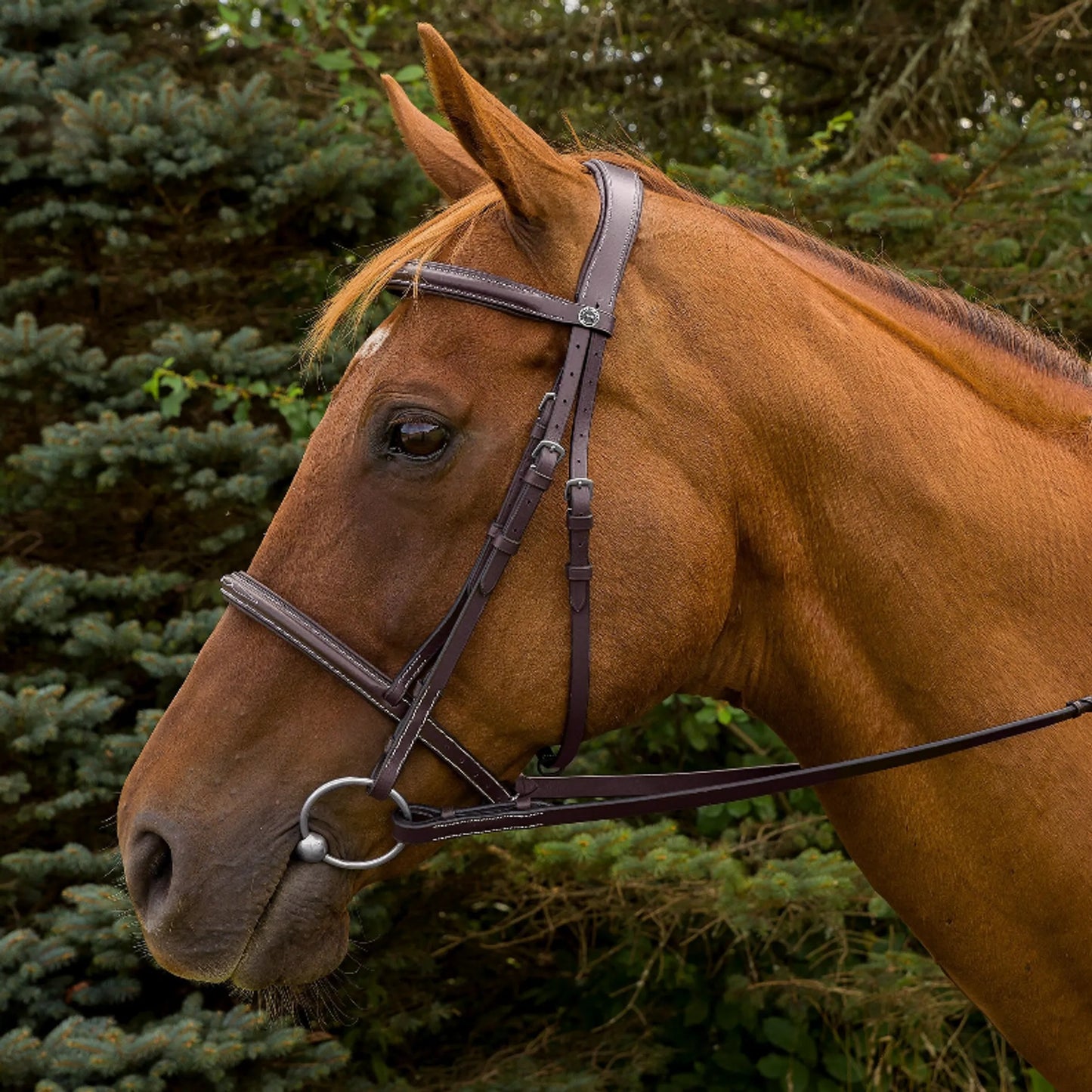 K&S Classics Pro Mono Crown Fancy Stitched Padded Bridle